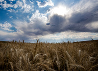 nwas_palouse_0060