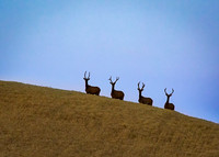 nwas_palouse_nature_0008