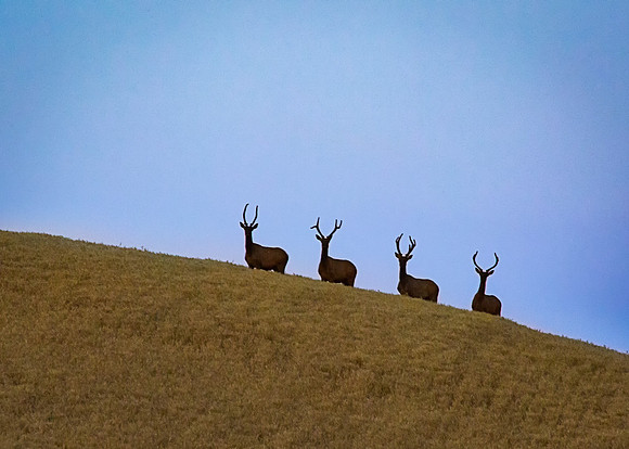 nwas_palouse_nature_0008