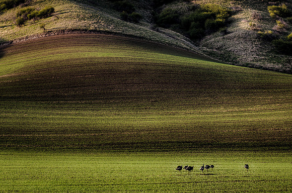 nwas_palouse_nature_0013