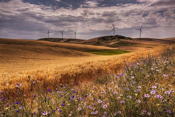 nwas_windfarms_0019