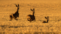 nwas_palouse_nature_0010