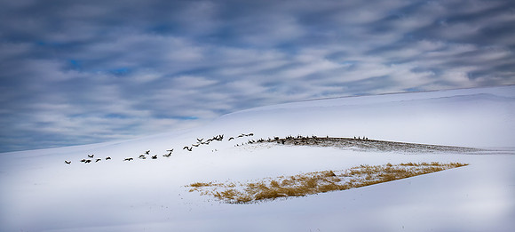 nwas_palouse_0068