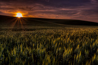 nwas_palouse_0026