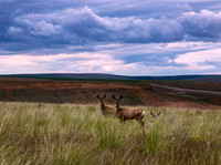 nwas_palouse_nature_0012
