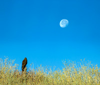 nwas_palouse_nature_0006