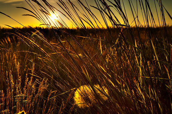 nwas_palouse_nature_0003
