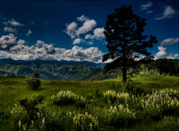 nwas_blue_mountains_0012