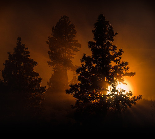 nwas_element_0019