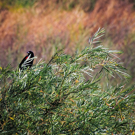 nwas_palouse_nature_0001