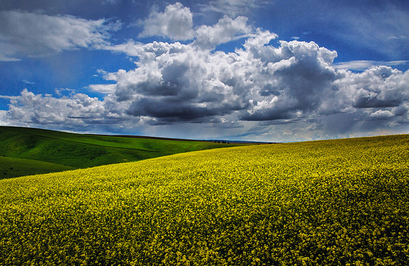 nwas_palouse_0072